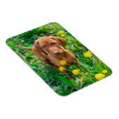 Kutest Baby Animals | Pointer Puppy Magneet (Rechterzijde)