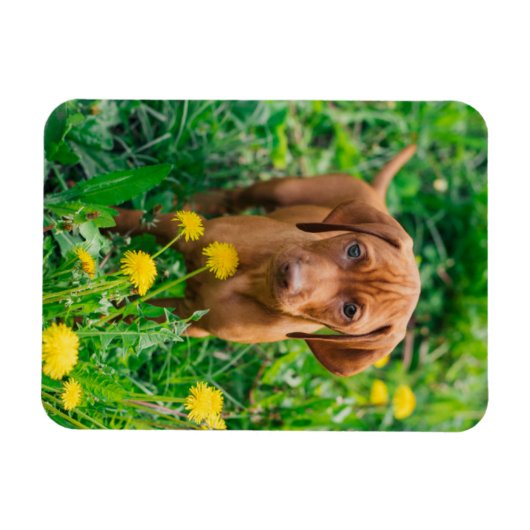 Kutest Baby Animals | Pointer Puppy Magneet (Horizontaal)