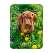 Kutest Baby Animals | Pointer Puppy Magneet (Verticaal)