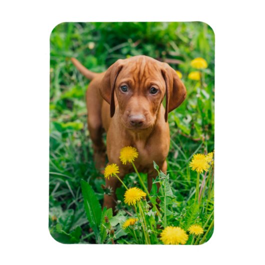 Kutest Baby Animals | Pointer Puppy Magneet (Verticaal)