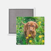 Kutest Baby Animals | Pointer Puppy Magneet (Voorkant / Achterkant)