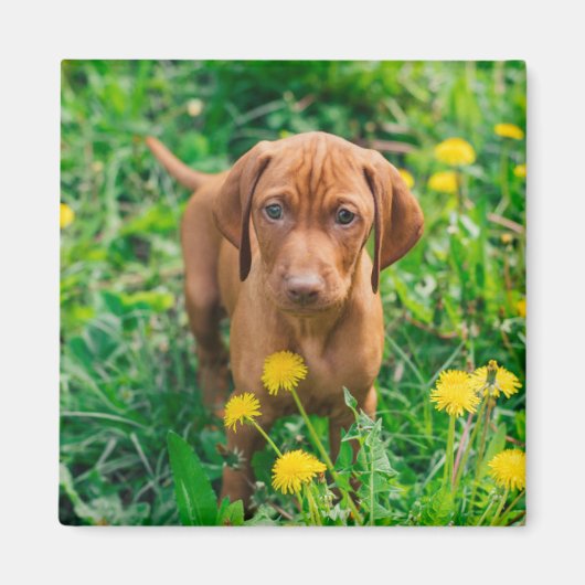 Kutest Baby Animals | Pointer Puppy Magneet (Voorkant)