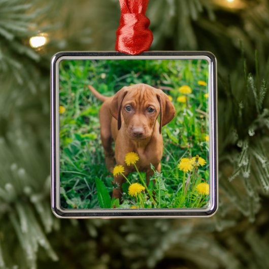 Kutest Baby Animals | Pointer Puppy Metalen Ornament (Boom)