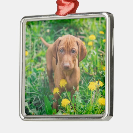 Kutest Baby Animals | Pointer Puppy Metalen Ornament (Links)