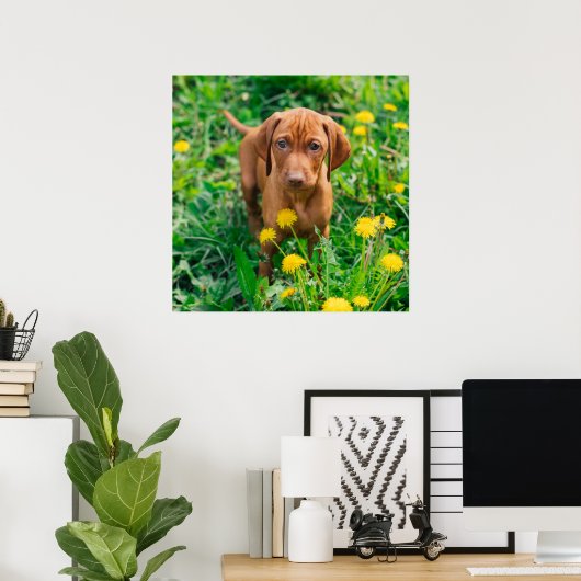 Kutest Baby Animals | Pointer Puppy Poster (Thuiskantoor)