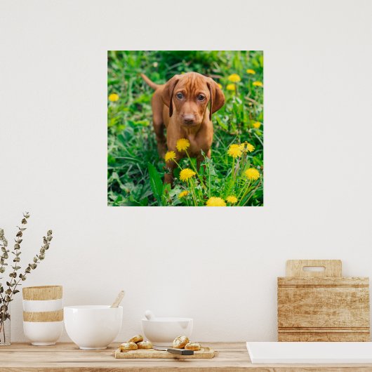 Kutest Baby Animals | Pointer Puppy Poster (Keuken)
