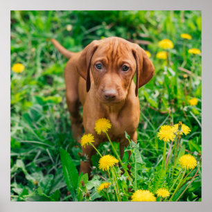 Kutest Baby Animals   Pointer Puppy Poster