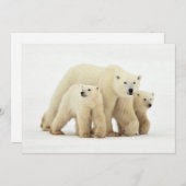 Kutest Baby Animals | Polaire Beer Bedankkaart (Voorkant / Achterkant)