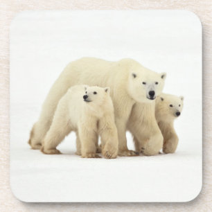 Kutest Baby Animals   Polaire Beer Bier Onderzetter