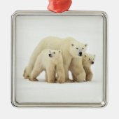Kutest Baby Animals | Polaire Beer Metalen Ornament (Voorkant)
