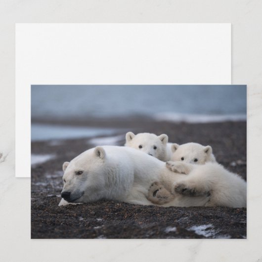 Kutest Baby Animals | Polar Beer Family Alaska Bedankkaart (Voorkant / Achterkant)