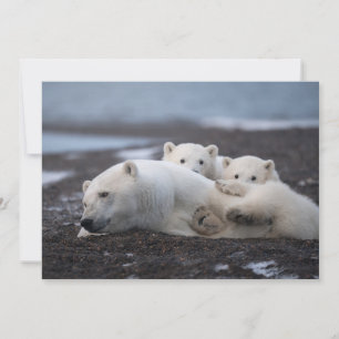Kutest Baby Animals   Polar Beer Family Alaska Bedankkaart