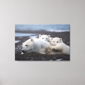 Kutest Baby Animals | Polar Beer Family Alaska Canvas Afdruk (Voorkant)