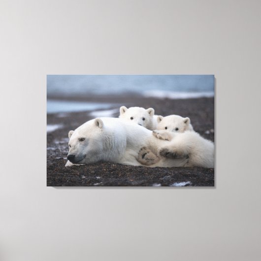 Kutest Baby Animals | Polar Beer Family Alaska Canvas Afdruk (Voorkant)