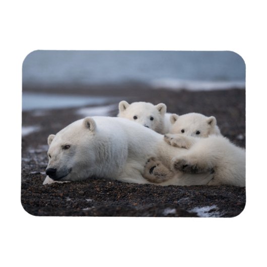 Kutest Baby Animals | Polar Beer Family Alaska Magneet (Horizontaal)
