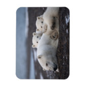 Kutest Baby Animals | Polar Beer Family Alaska Magneet (Verticaal)
