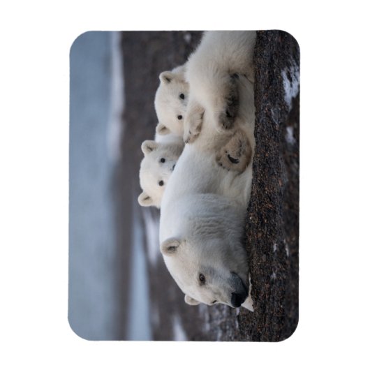 Kutest Baby Animals | Polar Beer Family Alaska Magneet (Verticaal)