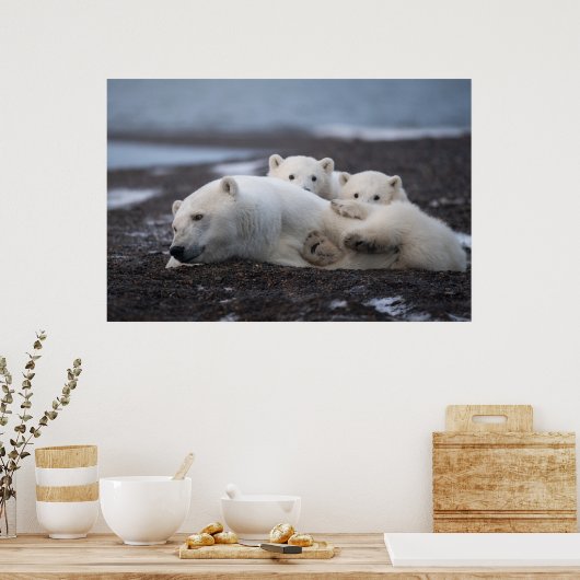 Kutest Baby Animals | Polar Beer Family Alaska Poster (Keuken)