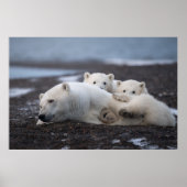 Kutest Baby Animals | Polar Beer Family Alaska Poster (Voorkant)