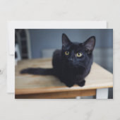 Kutest Baby Animals | Portret van een zwarte kat Bedankkaart (Voorkant)