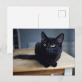 Kutest Baby Animals | Portret van een zwarte kat Briefkaart (Voorkant / Achterkant)