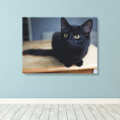 Kutest Baby Animals | Portret van een zwarte kat Canvas Afdruk (Insitu (Houten vloer))