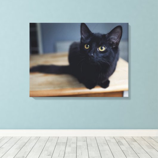 Kutest Baby Animals | Portret van een zwarte kat Canvas Afdruk (Insitu (Houten vloer))