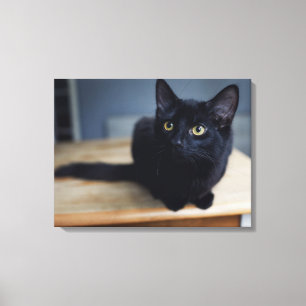 Kutest Baby Animals Portret van een zwarte kat Canvas Afdruk