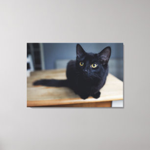 Kutest Baby Animals Portret van een zwarte kat Canvas Afdruk