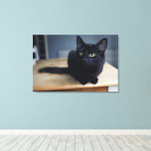 Kutest Baby Animals | Portret van een zwarte kat Canvas Afdruk (Insitu (Houten vloer))