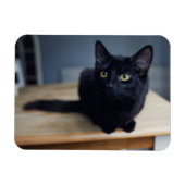 Kutest Baby Animals | Portret van een zwarte kat Magneet (Horizontaal)