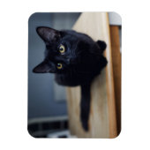 Kutest Baby Animals | Portret van een zwarte kat Magneet (Verticaal)