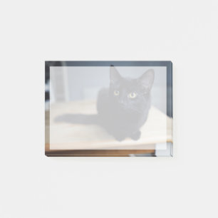 Kutest Baby Animals Portret van een zwarte kat Post-it® Notes