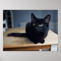 Kutest Baby Animals | Portret van een zwarte kat