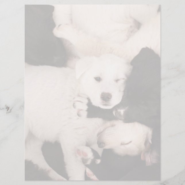 Kutest Baby Animals | PUPPIES (Voorkant)