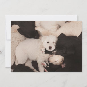 Kutest Baby Animals PUPPIES Bedankkaart