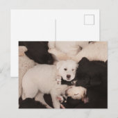 Kutest Baby Animals | PUPPIES Briefkaart (Voorkant / Achterkant)