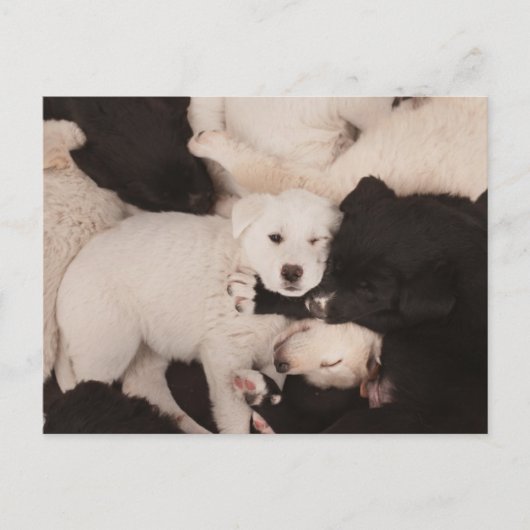 Kutest Baby Animals | PUPPIES Briefkaart (Voorkant)