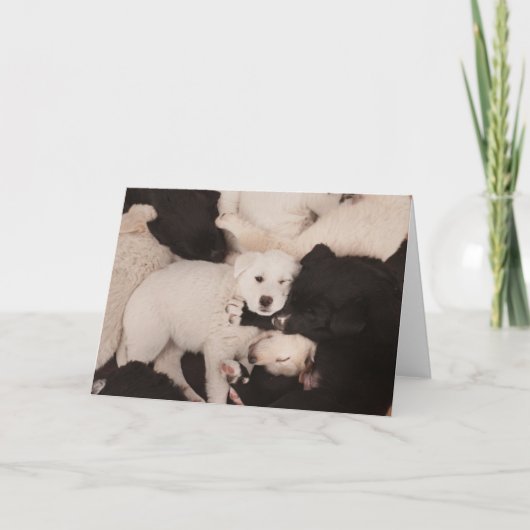 Kutest Baby Animals | PUPPIES Kaart (Voorkant)