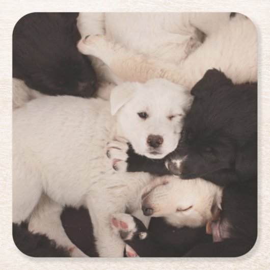 Kutest Baby Animals | PUPPIES Kartonnen Onderzetters (Voorkant)