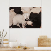 Kutest Baby Animals | PUPPIES Poster (Keuken)
