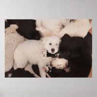 Kutest Baby Animals | PUPPIES