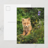 Kutest Baby Animals | Red Fox in Umnak Alaska Briefkaart (Voorkant / Achterkant)
