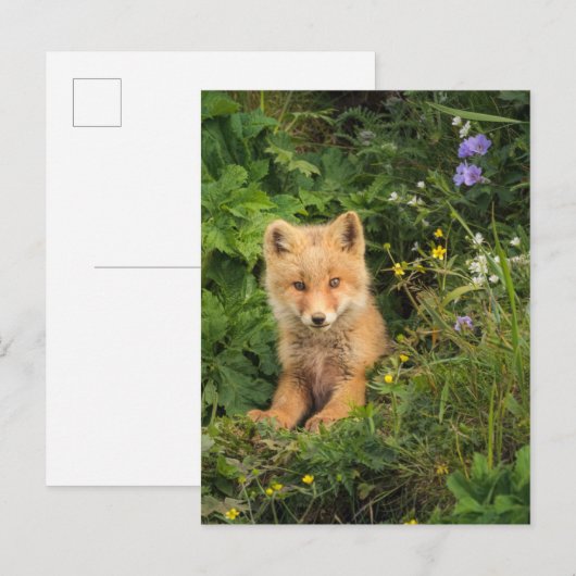 Kutest Baby Animals | Red Fox in Umnak Alaska Briefkaart (Voorkant / Achterkant)