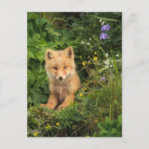 Kutest Baby Animals   Red Fox in Umnak Alaska Briefkaart
