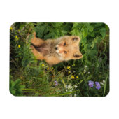 Kutest Baby Animals | Red Fox in Umnak Alaska Magneet (Horizontaal)