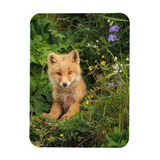 Kutest Baby Animals | Red Fox in Umnak Alaska Magneet (Verticaal)
