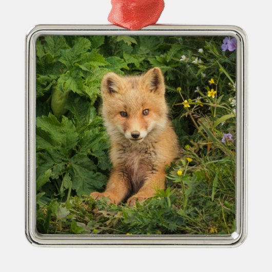 Kutest Baby Animals | Red Fox in Umnak Alaska Metalen Ornament (Voorkant)