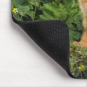 Kutest Baby Animals | Red Fox in Umnak Alaska Muismat (Hoek)