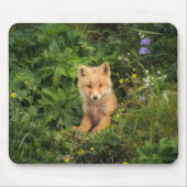 Kutest Baby Animals | Red Fox in Umnak Alaska Muismat (Voorkant)